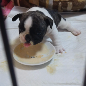 ポン²ちゃんの離乳食…の画像