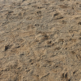 あんずちゃん❤️ ボール投げの画像