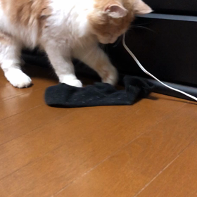 犯人は…マロ。の画像