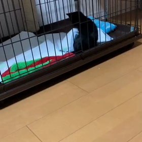 子猫のだいち君、明日検査への画像