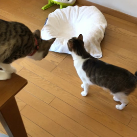 朝から自転車が変だったのよね…先住猫デールの洗礼やり直しの子猫。の画像