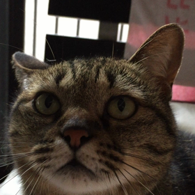 おはようの画像