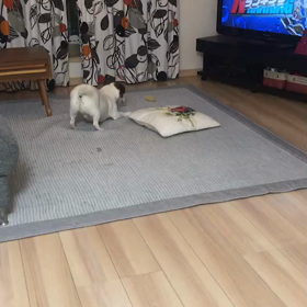 とうもろこし ！！！の画像