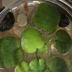 晩ごはんの画像