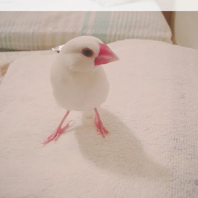 白むすびの画像