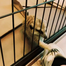 いけふくろうカフェ+ です！の画像