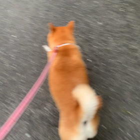 負けないよの画像