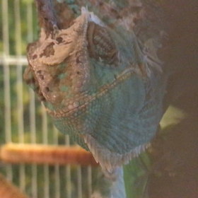 ｼﾞｰｶｼｬの画像