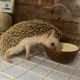 まもなく4歳の画像