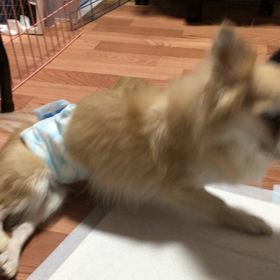 REO君の事の画像