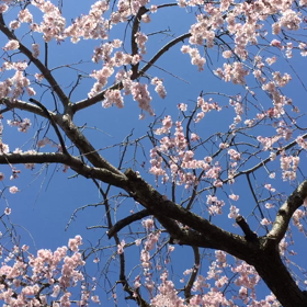 枝垂れ桜の画像