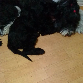 おねえちゃ～～～んの画像