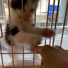 子猫ちゃんずの画像