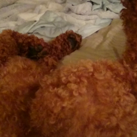 眠いんですの画像