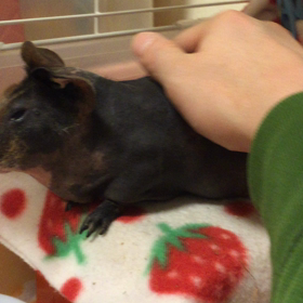 femmeちゃんのマッサージの画像