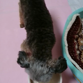 花よりだんごの画像