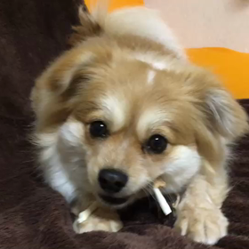 ぽっちゃん、食べるの早いの画像