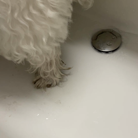 足を洗う時の画像