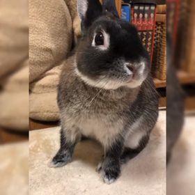 動画とは名ばかりの画像