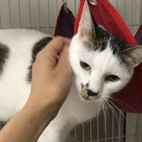 シェルターにやってきた白子と三毛子の画像