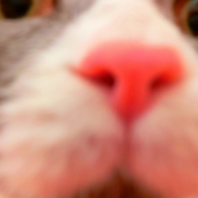 猫カフェムービー16  マリーナホップの画像