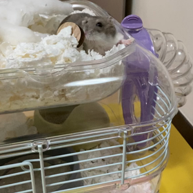 ハムスター紹介の画像