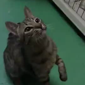 猫じゃらしで遊ぶの画像