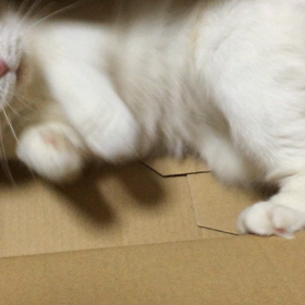 今日のプリンの画像