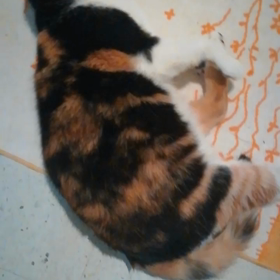 おかえりにゃさいの儀式の画像