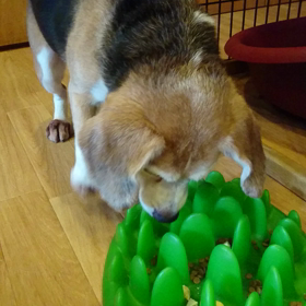 張り切って散歩に出たらの画像