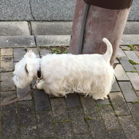一生に一度だけ巡り合える運命の愛犬・ロビン（動画編）の画像