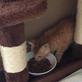 唸りながらの画像