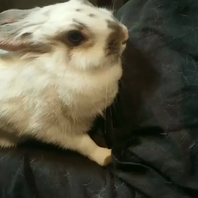 噛み噛みジュリアンの画像