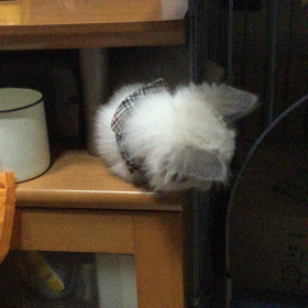 ハッスルがピークまでいくとの画像