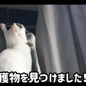 今日のテンの画像