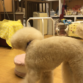 体幹が鍛わるそうです。の画像