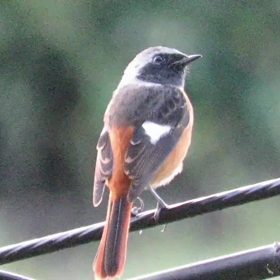 すぎぴたんの事件簿シーズン3　59話（帰ってきたジョウビタキ）の画像