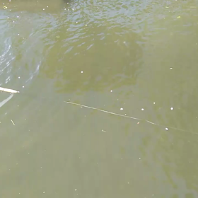 テスト中のウナギ。スイム動画です。の画像