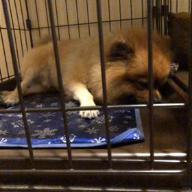 軽い熱中症の画像