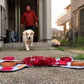 ノーズワークの画像