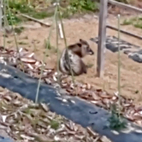 異議あり（追記＆追動画wwあり）の画像