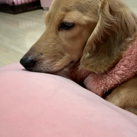 眠すぎるーの画像