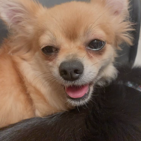 ももちゃん　　オマケの画像