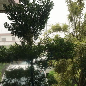 アルバム（帰省）の画像