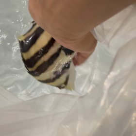 バカ売れ！！の画像