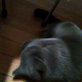 hagrionさんから頂いたマシュマロボールと遊ぶジュニア※音出ます♪の画像