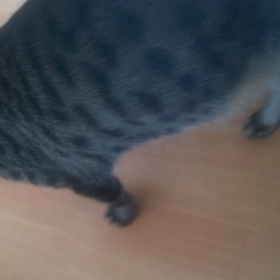 元気すぎるにゃんこまめぞうさんd=(^o^)=bの画像