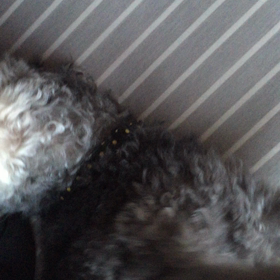 お誕生日の画像