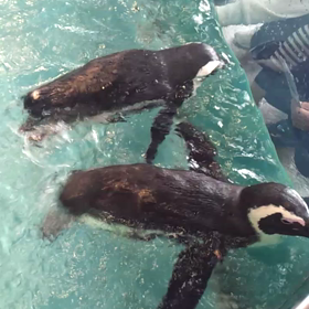 広い、デカイ、すごいの画像