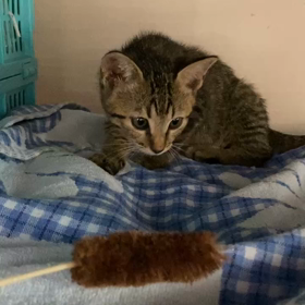 9月24日(日)参加猫、愛媛っ子5兄妹の画像